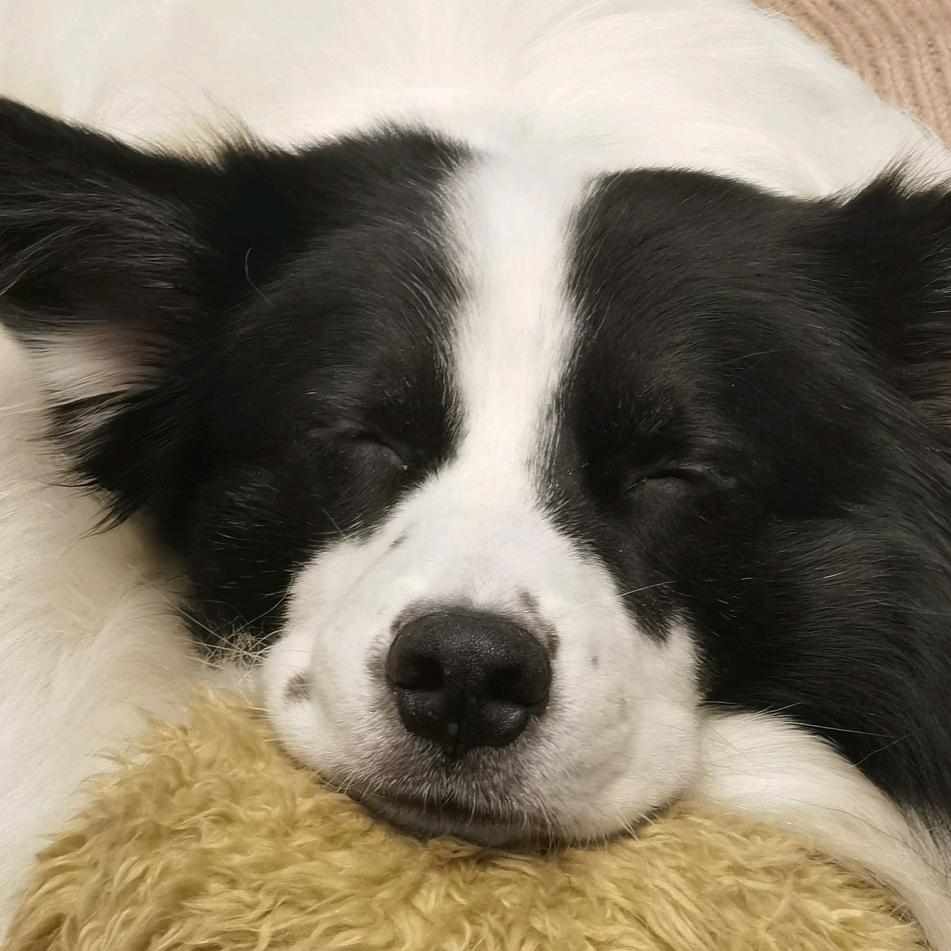 beibei他爹不是狗