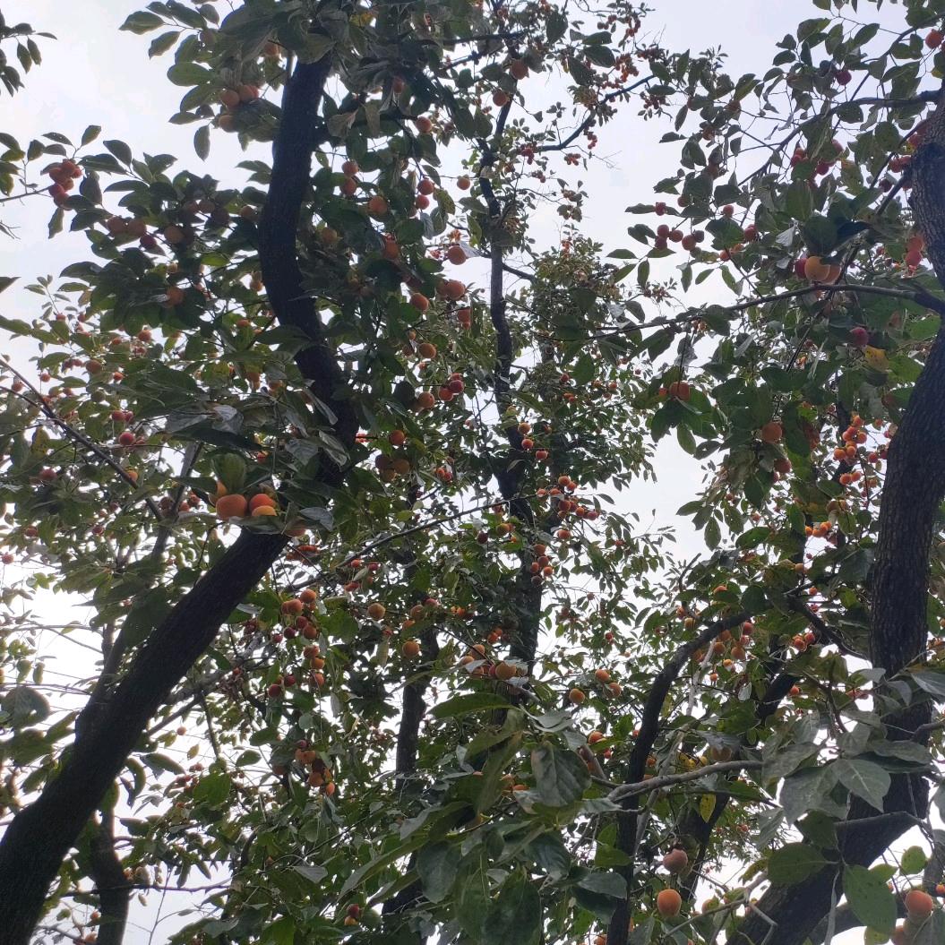 沐葳