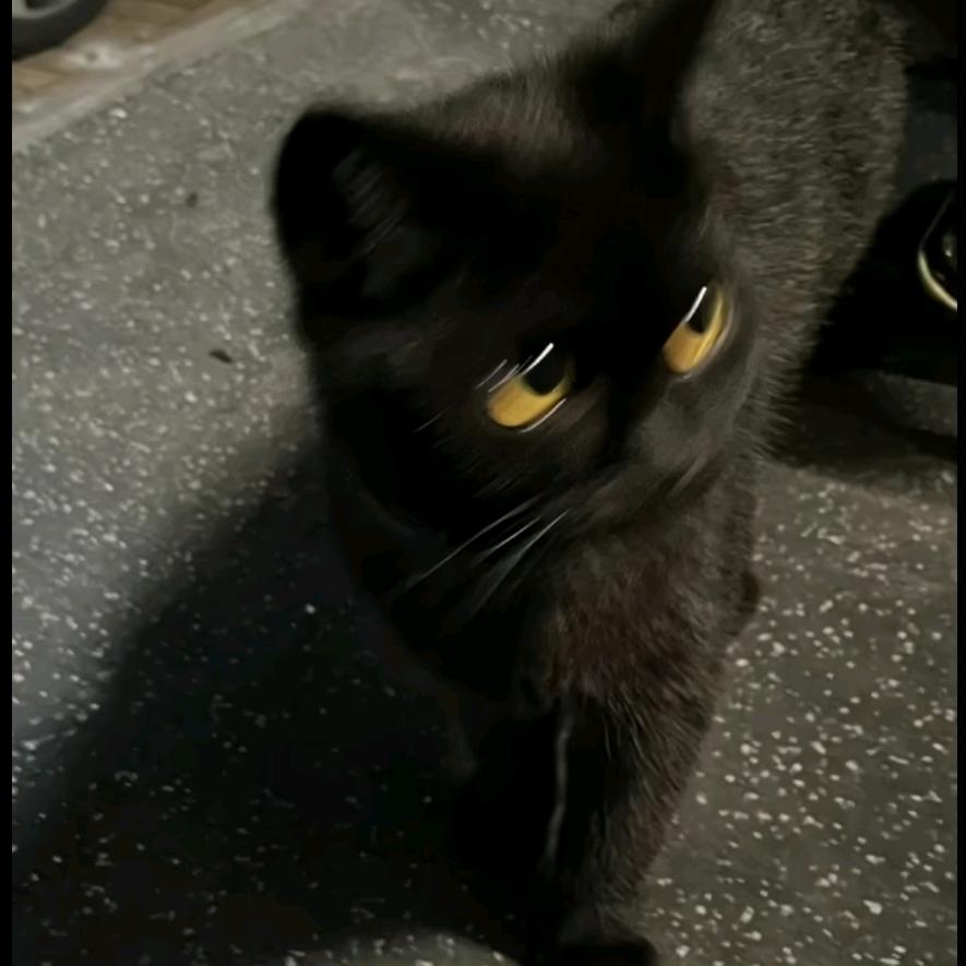 冰镇可乐猫