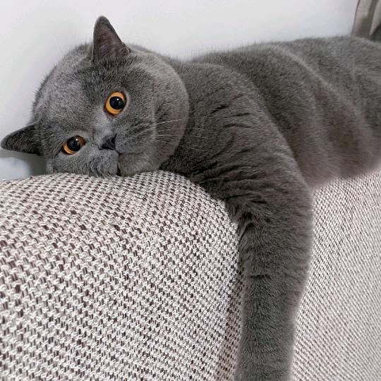 招财是只小蓝猫