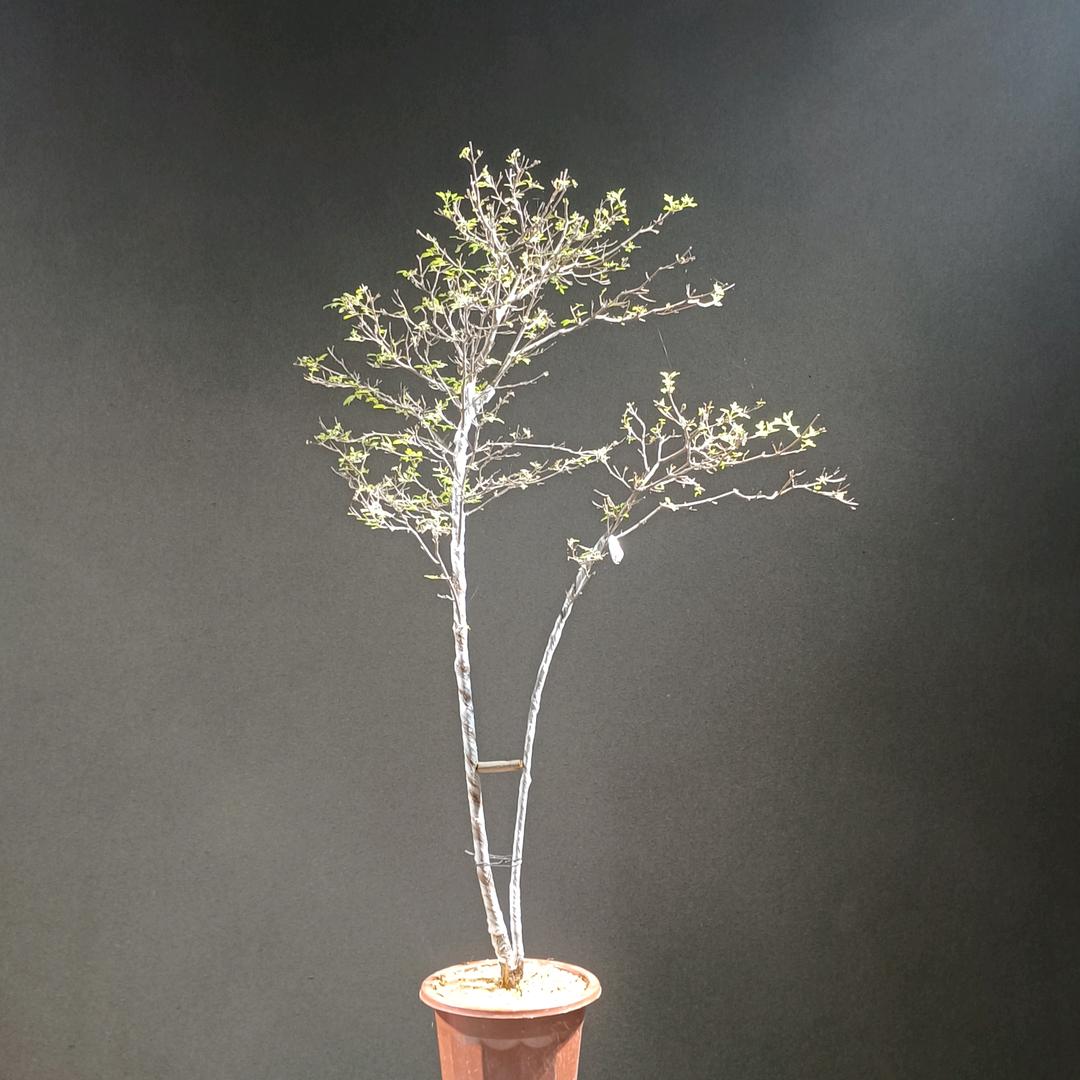 后山草堂盆景工作室