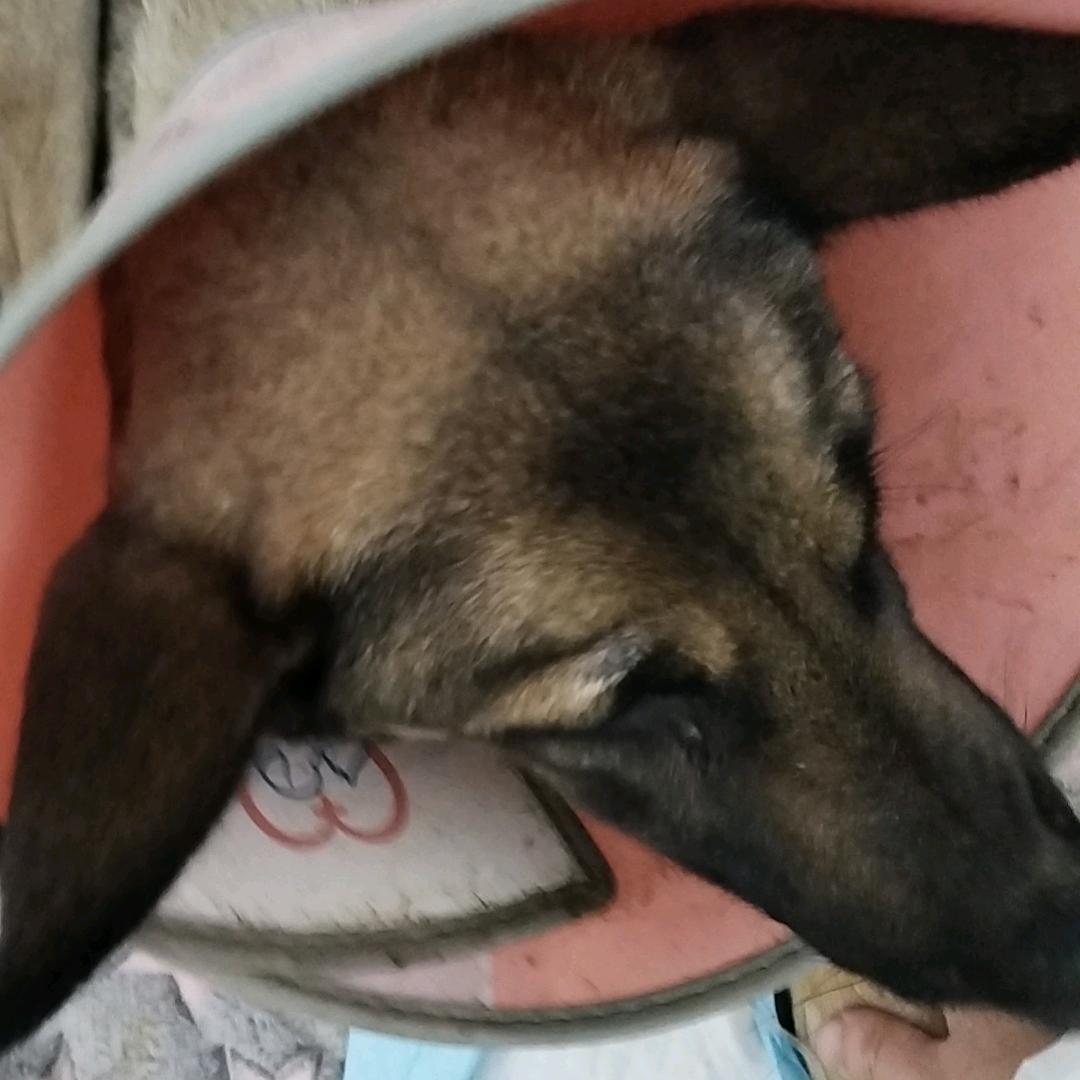 正阳狗肉车