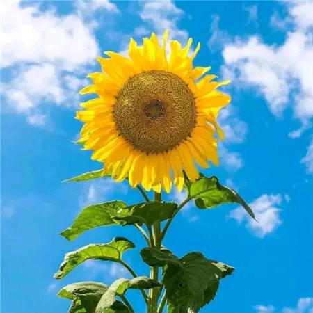 向日葵的花语
