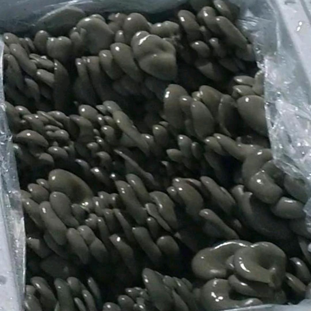蘑菇王🍄（液体菌种）