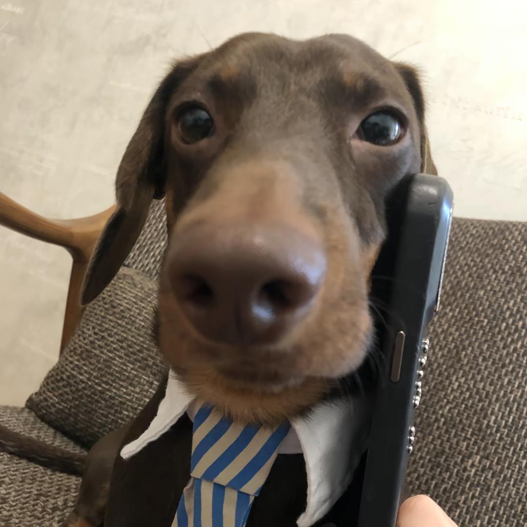 怀化乖狗狗幼稚园