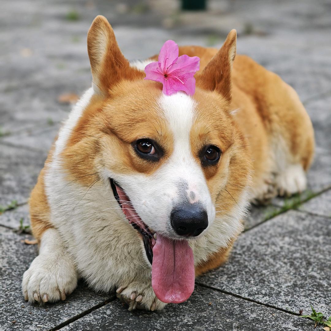 酒酿小袁子女士