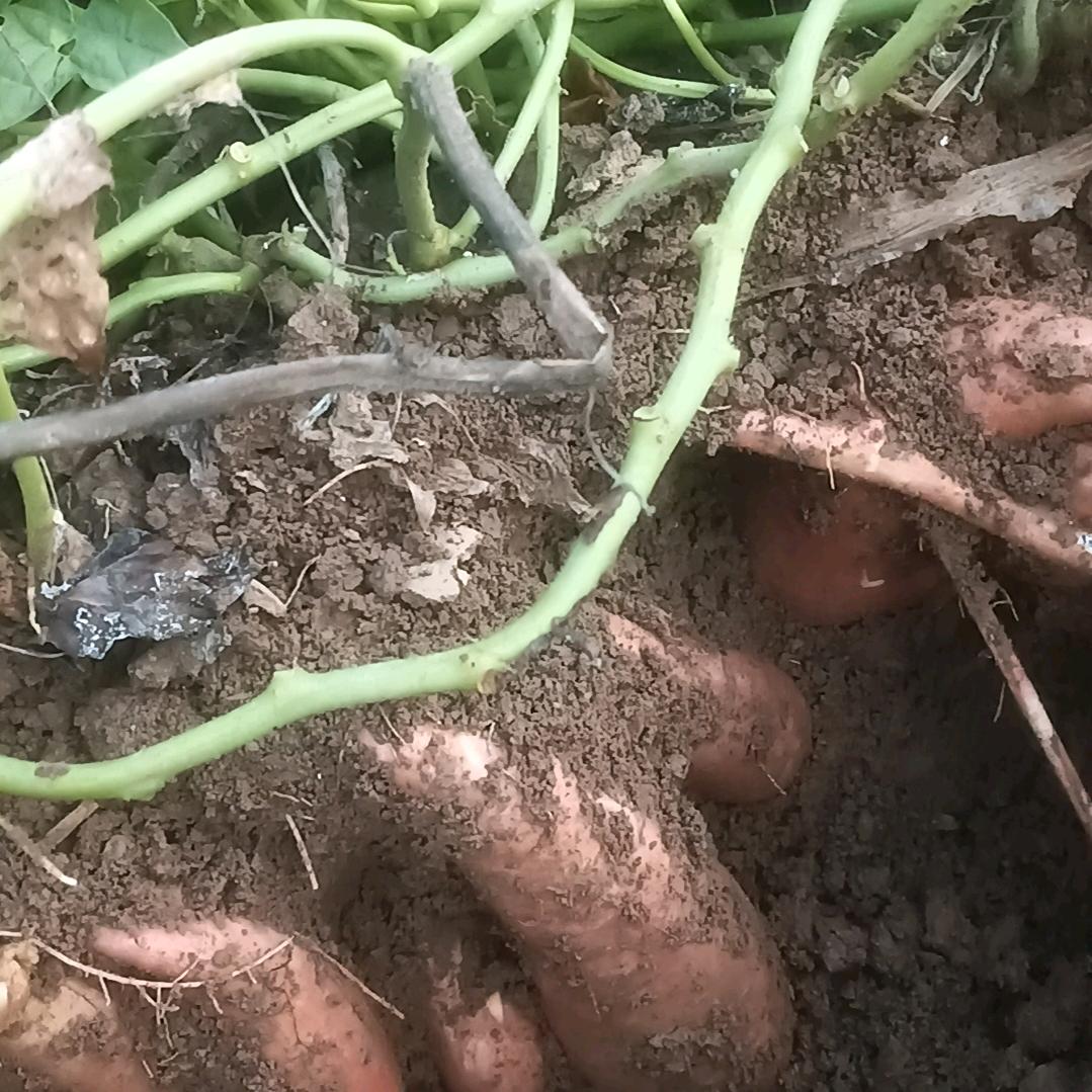 红薯种植户