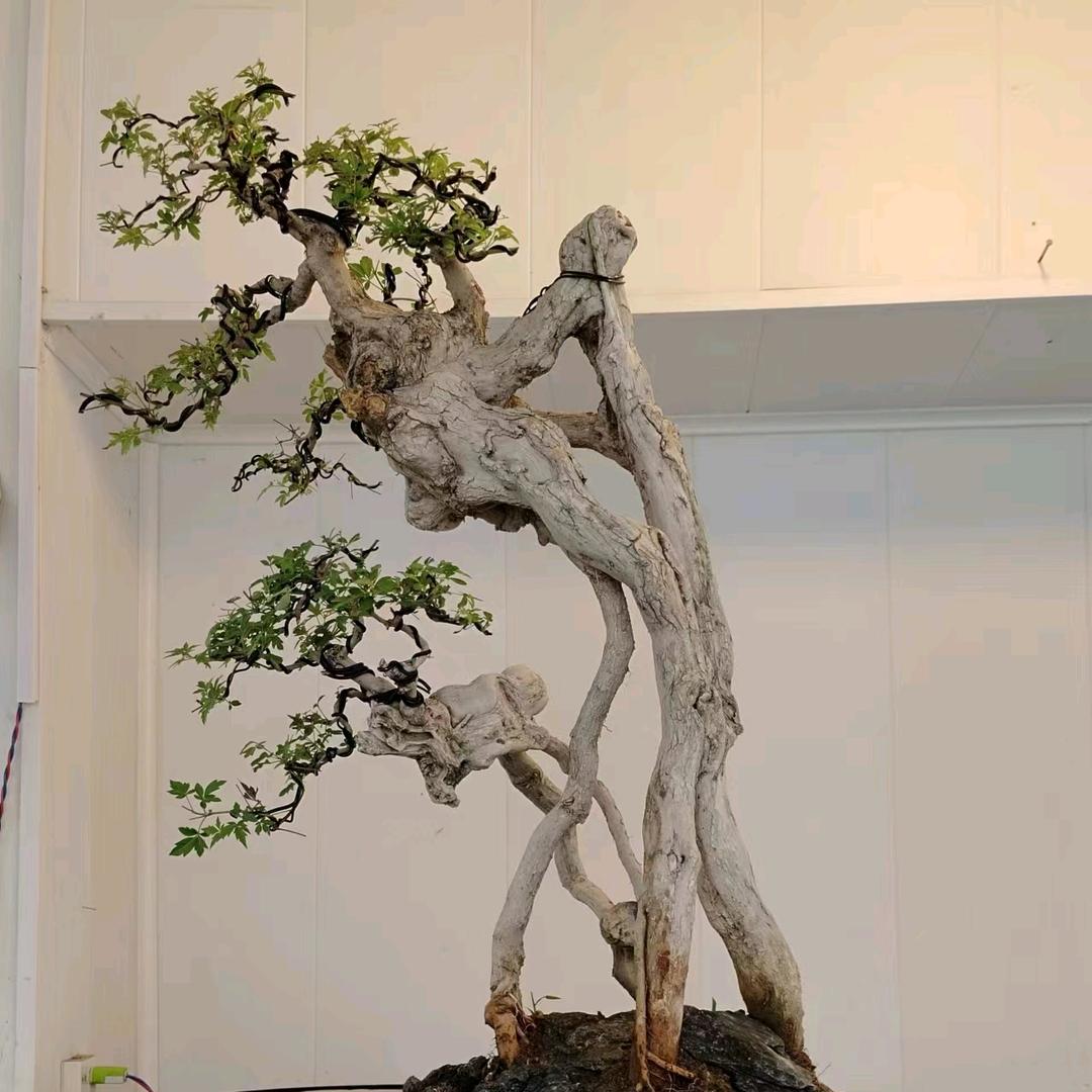 杨氏盆景园小号