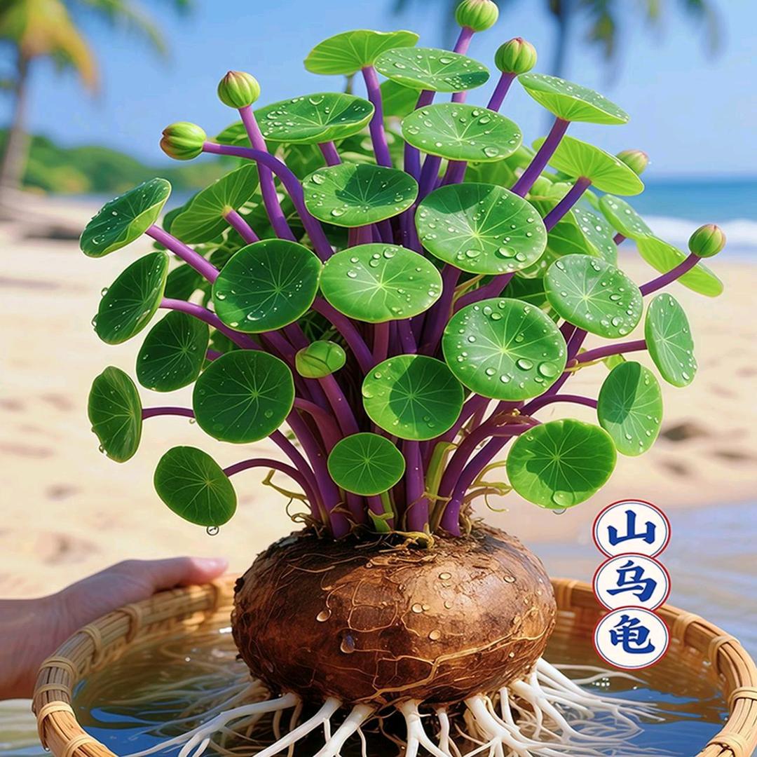 玉米糖的，委屈妹