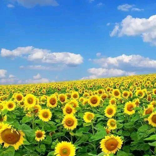 🌻心若向阳🌻