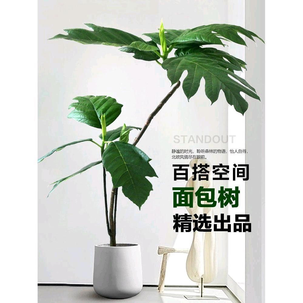 广东梅阁绿植花卉2