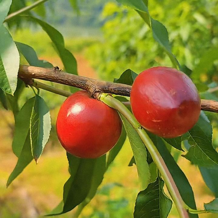 枣糕姐姐优品小铺