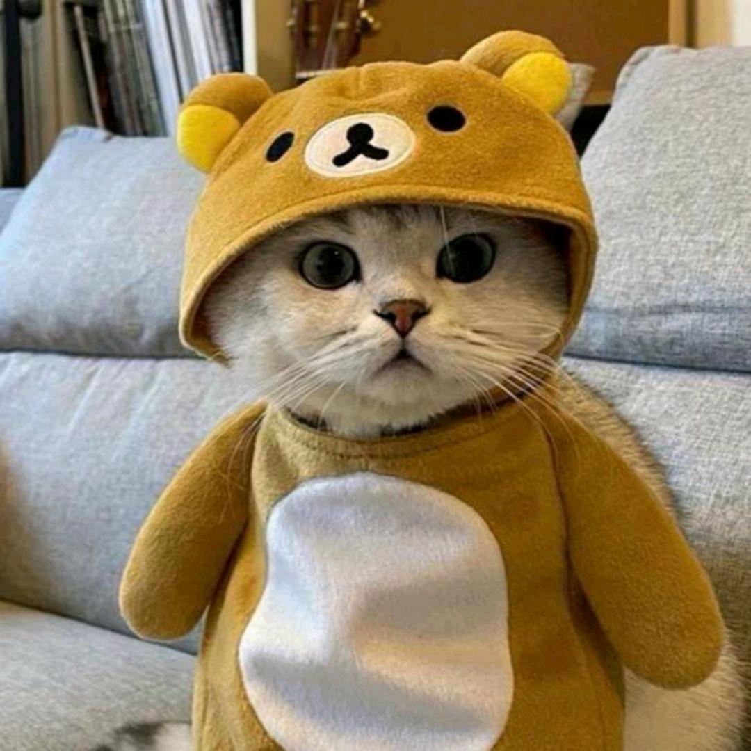 脑袋晕晕