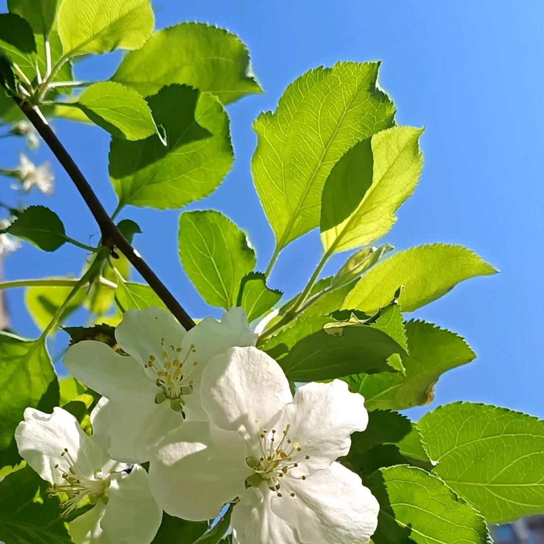 一枚白丁