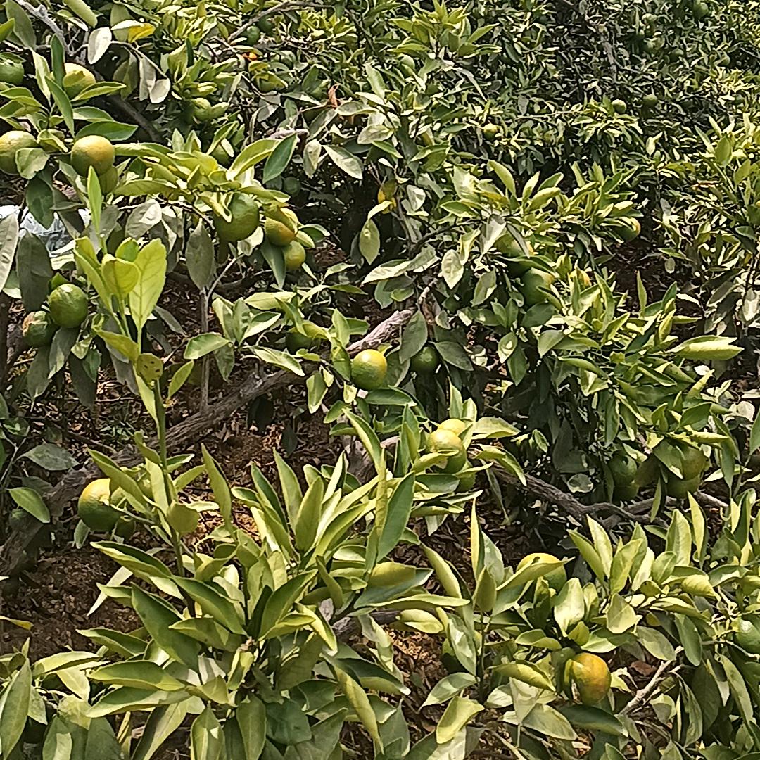 橘子家庭农场