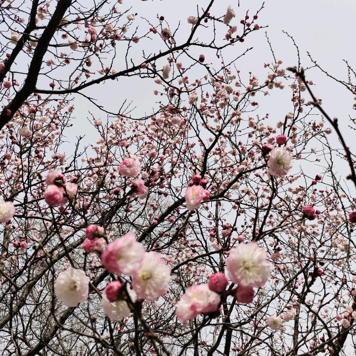 红火火