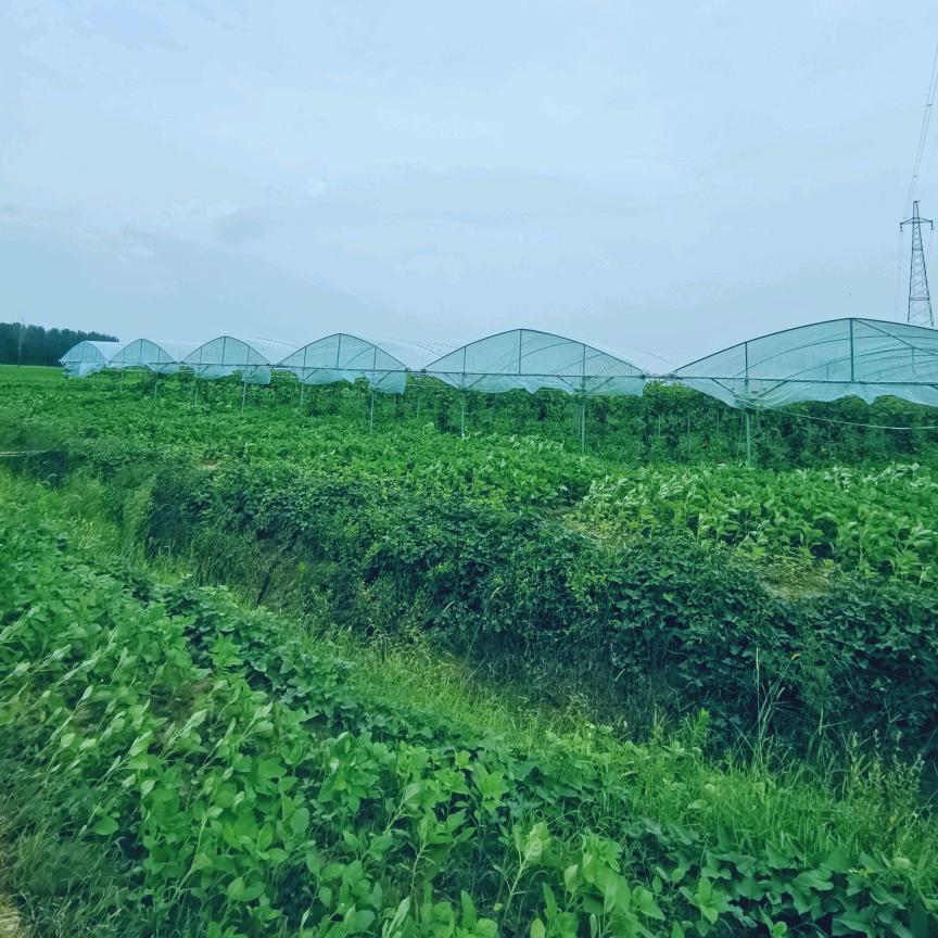 刘家果园-阳光玫瑰🍇🍇🍇