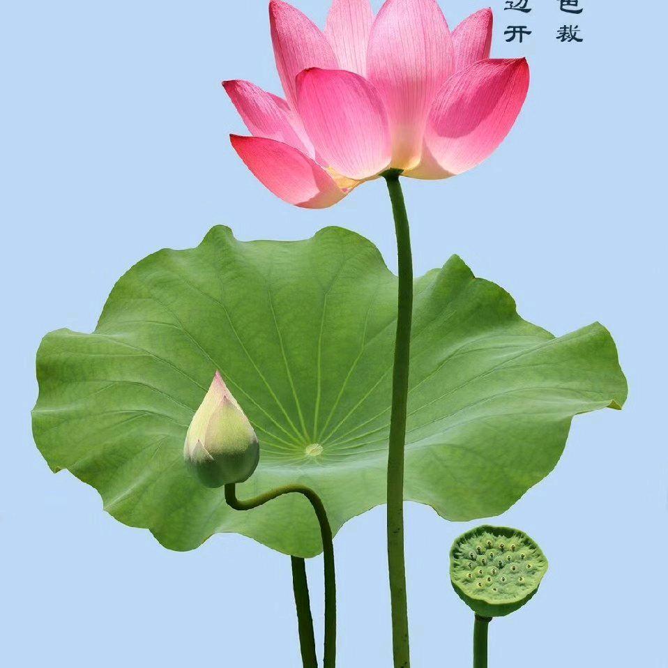 我爱荷花