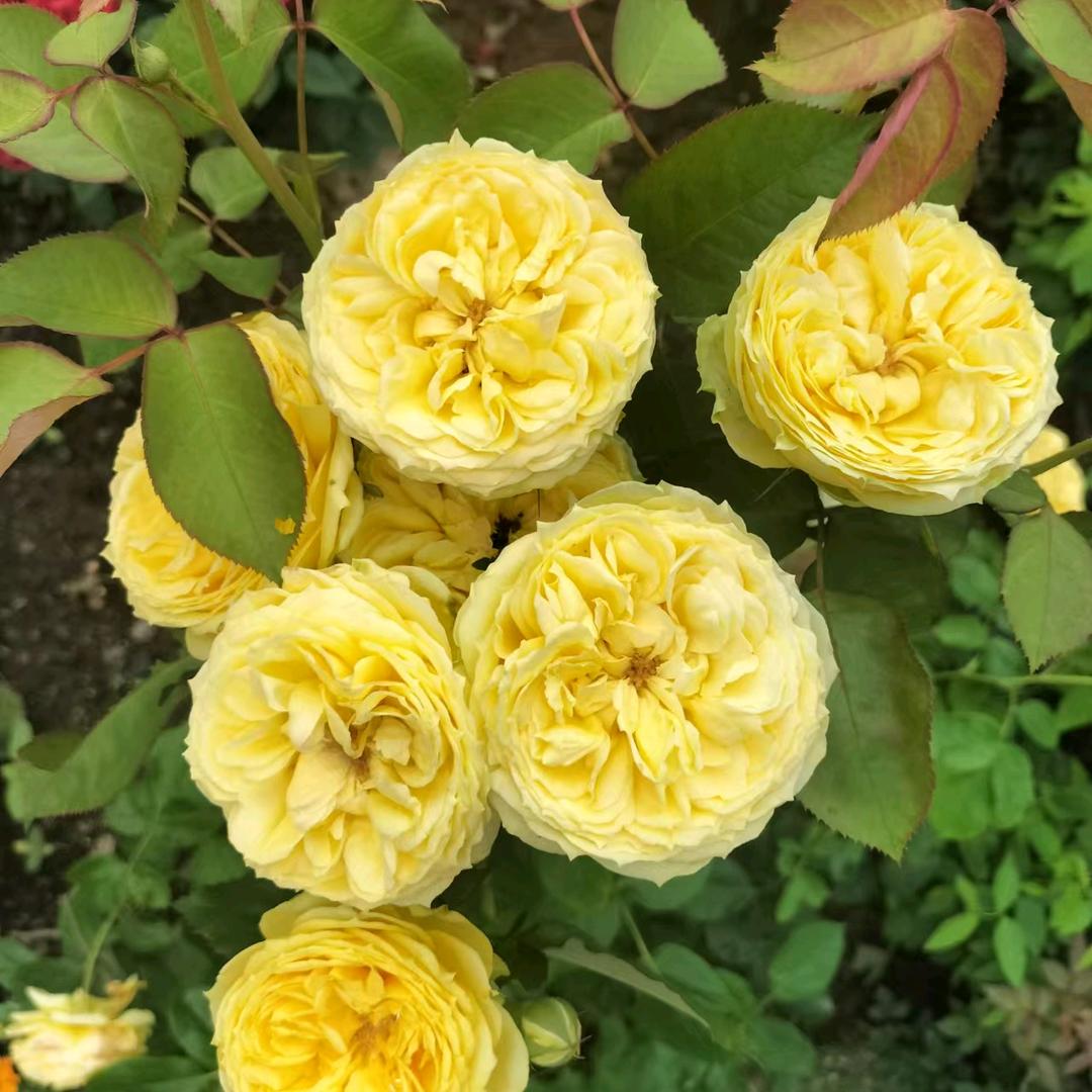 11 cao bang 如果可以从来