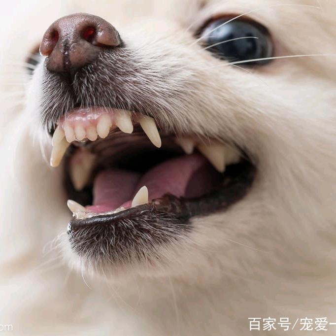 Look Look Your Mouth