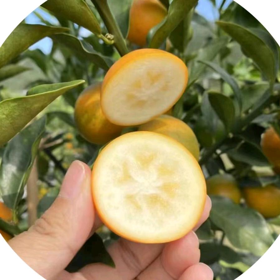 桂之乡农村特产店