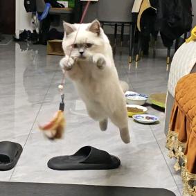 黑闪不是猫