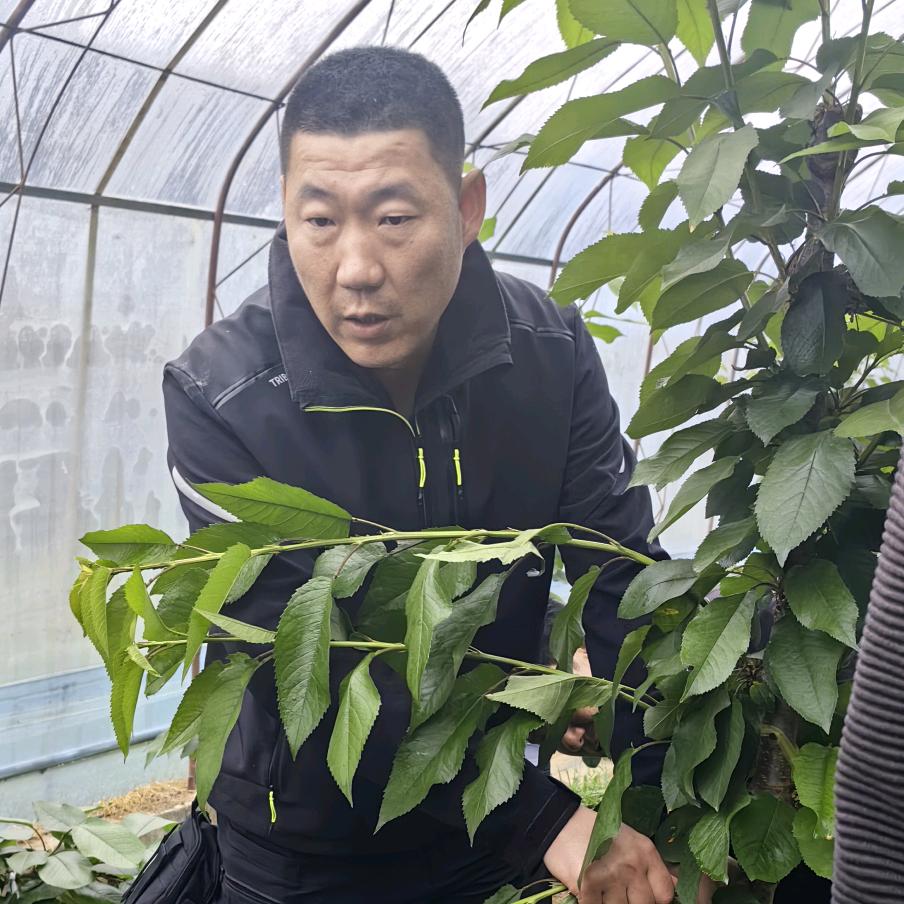 喜果农业果树管理老宋