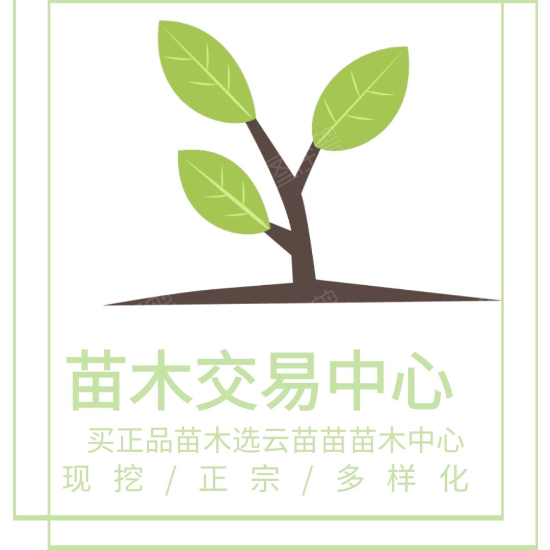 云苗苗果树苗木专营店