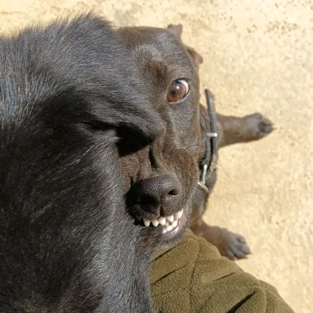 小狗柒柒和来福