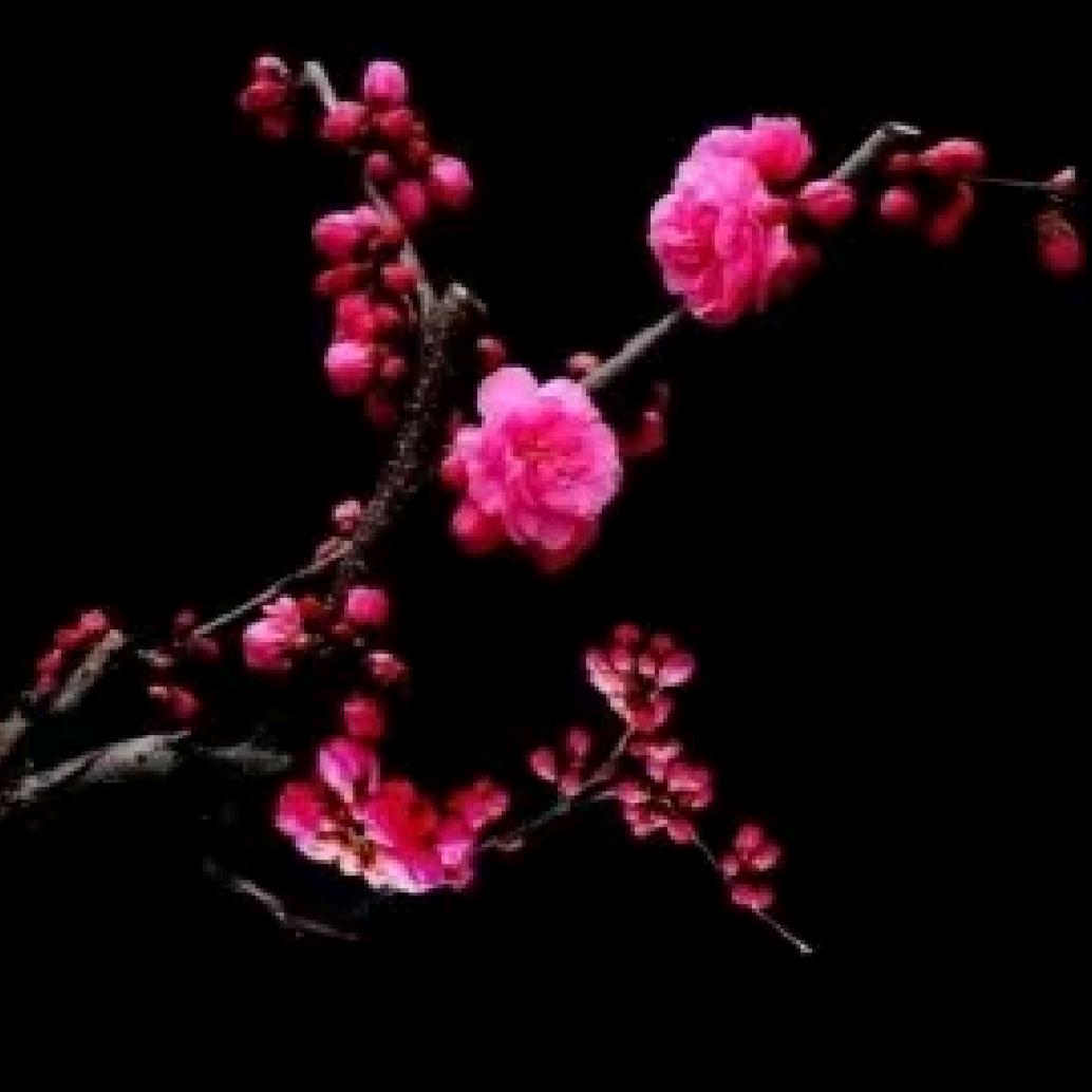 ᦗᩚ@1᭨ᮩ红梅᭨ᮩ໊ഒᩚ࿐