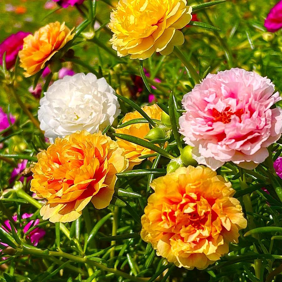 花草之家花卉