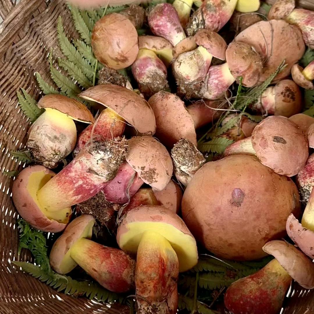 野生菌小林子