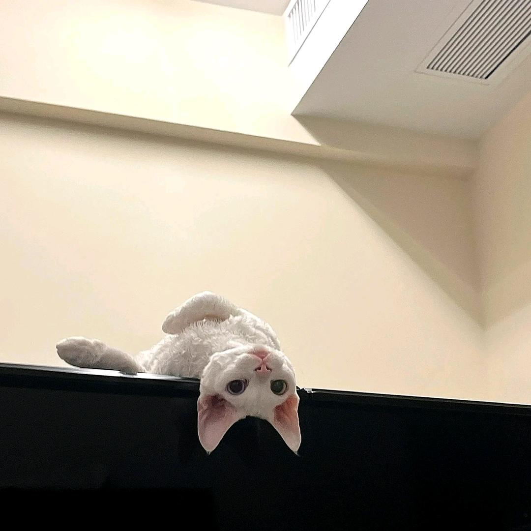 小猪.