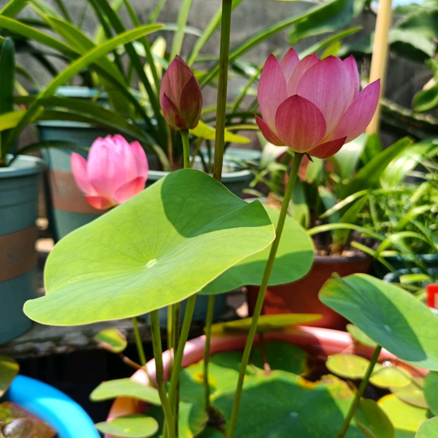 🌷兔子扭扭手工