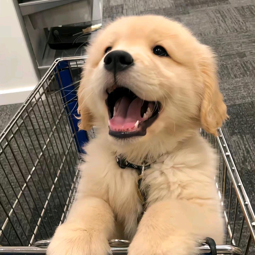 么么学长（看置顶群链接）