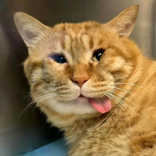 阿羊(三角洲行动)