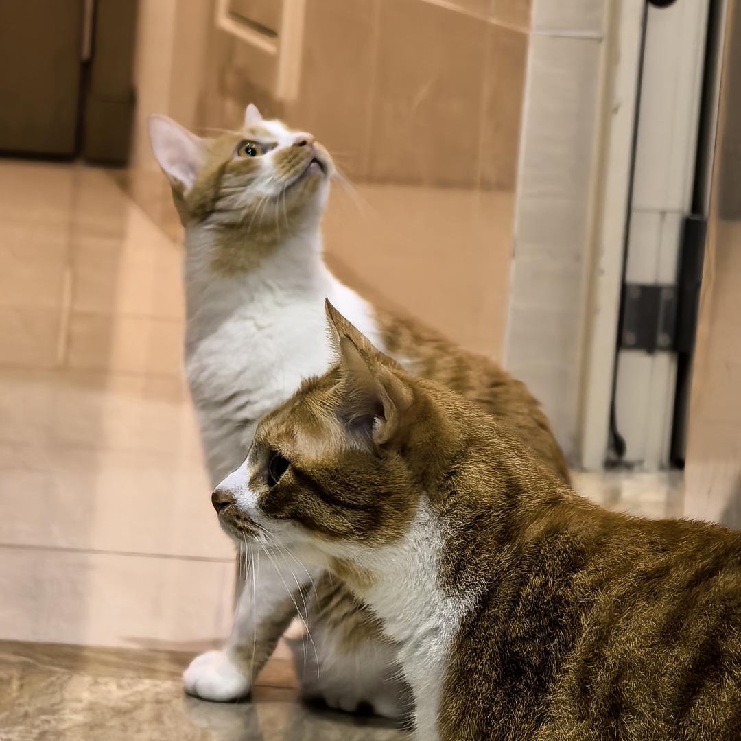 seven是猪咪