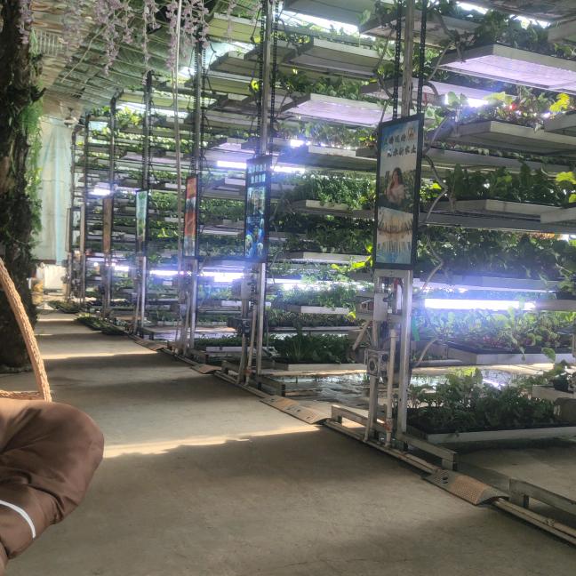 阳台家电种出来自然合成保健品