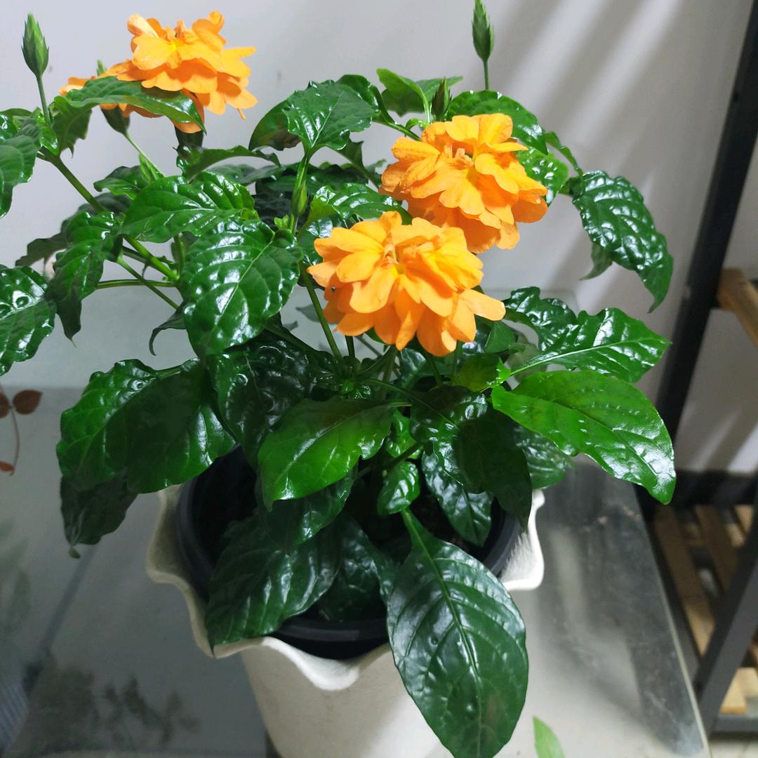 情缘花卉店