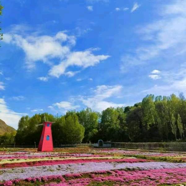 贵德美地花田景区