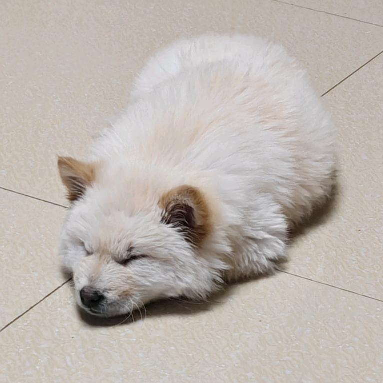 小米是只狗🐶