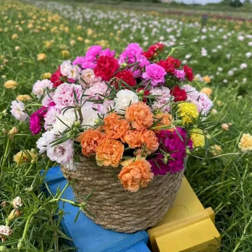 熙宁绿植严选好货店