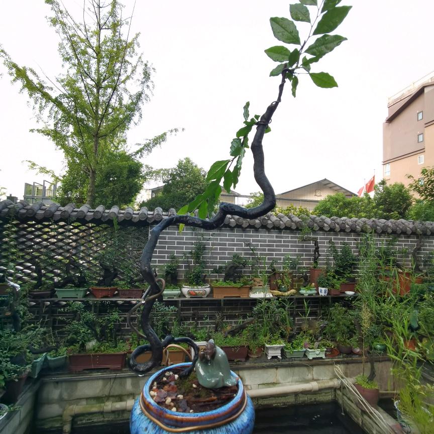 皓月