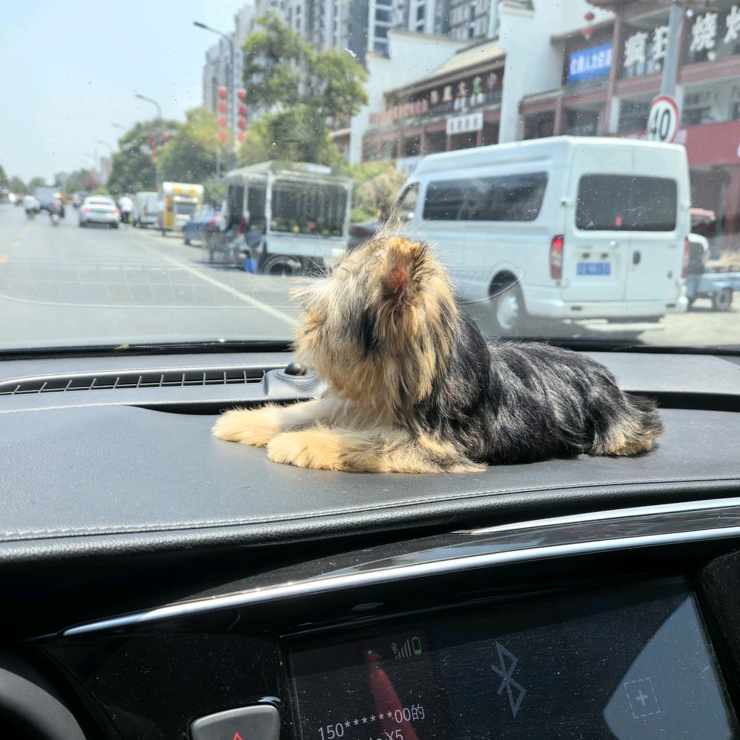張小張