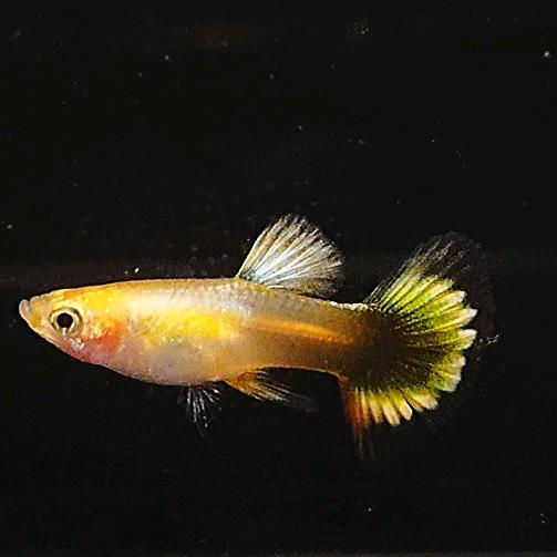 只养忆条鱼