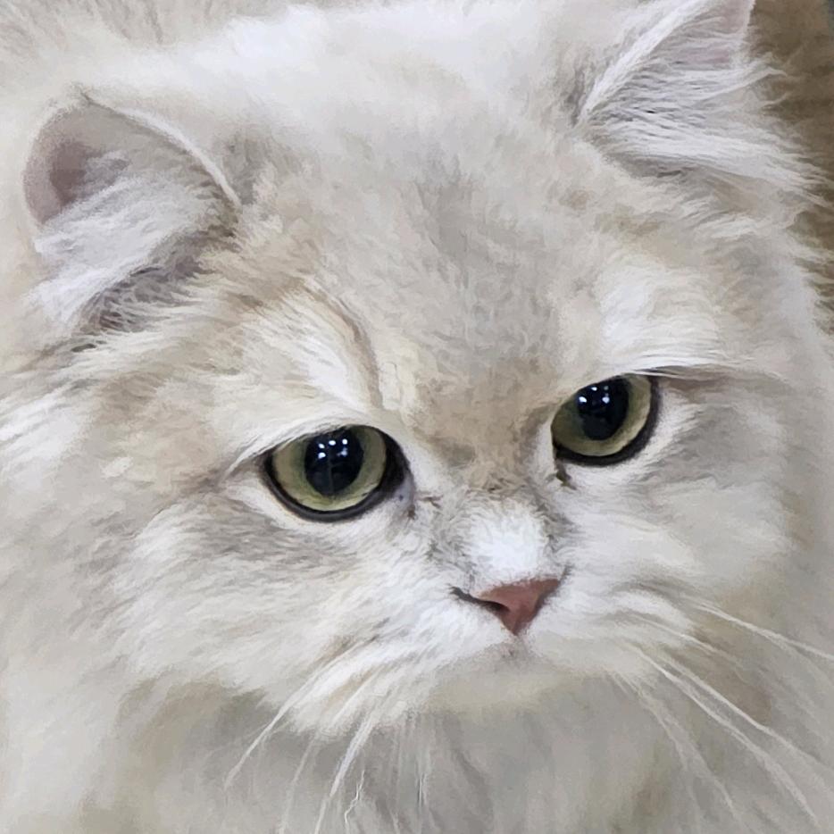 皮卡丘的大腿毛