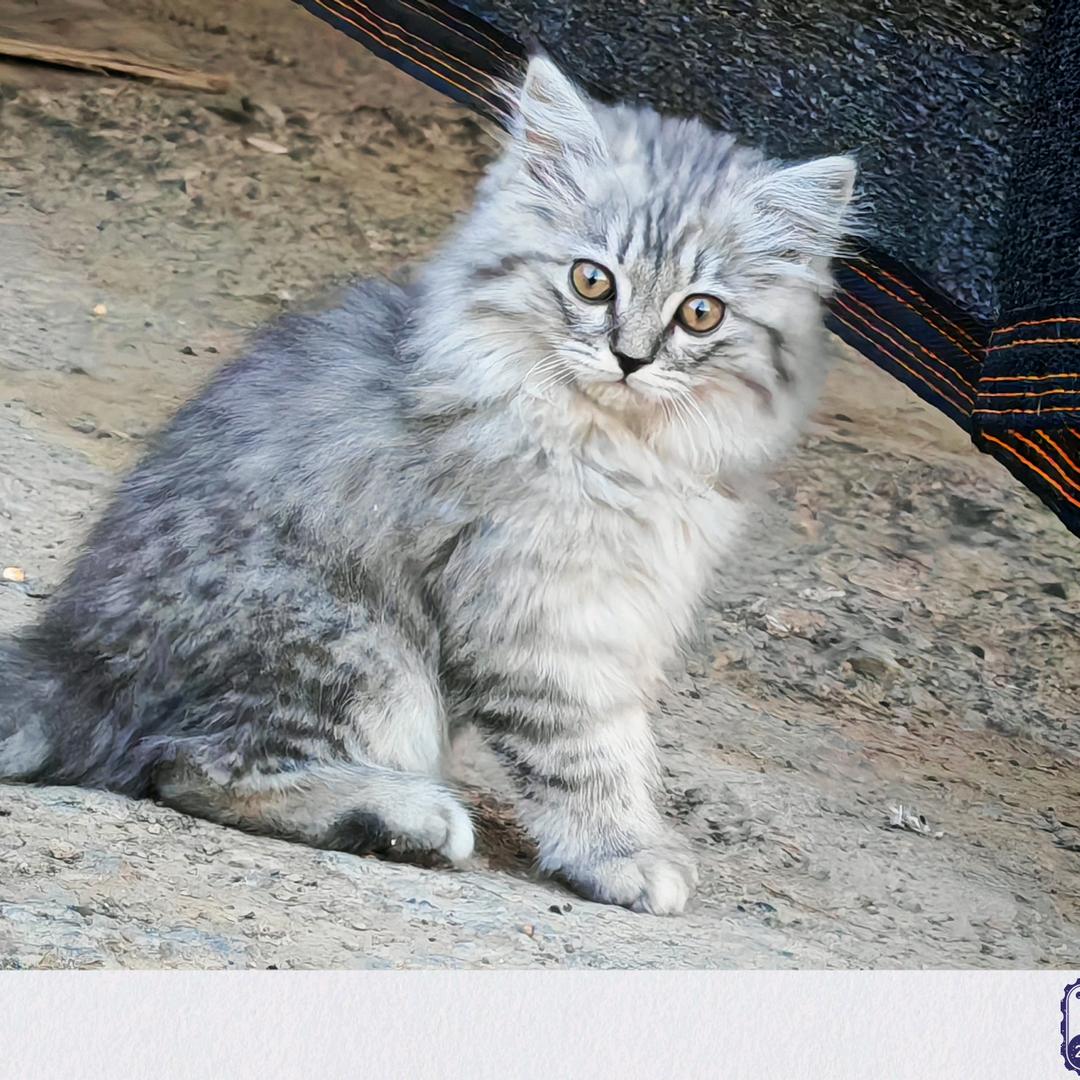 郭，此生独行！