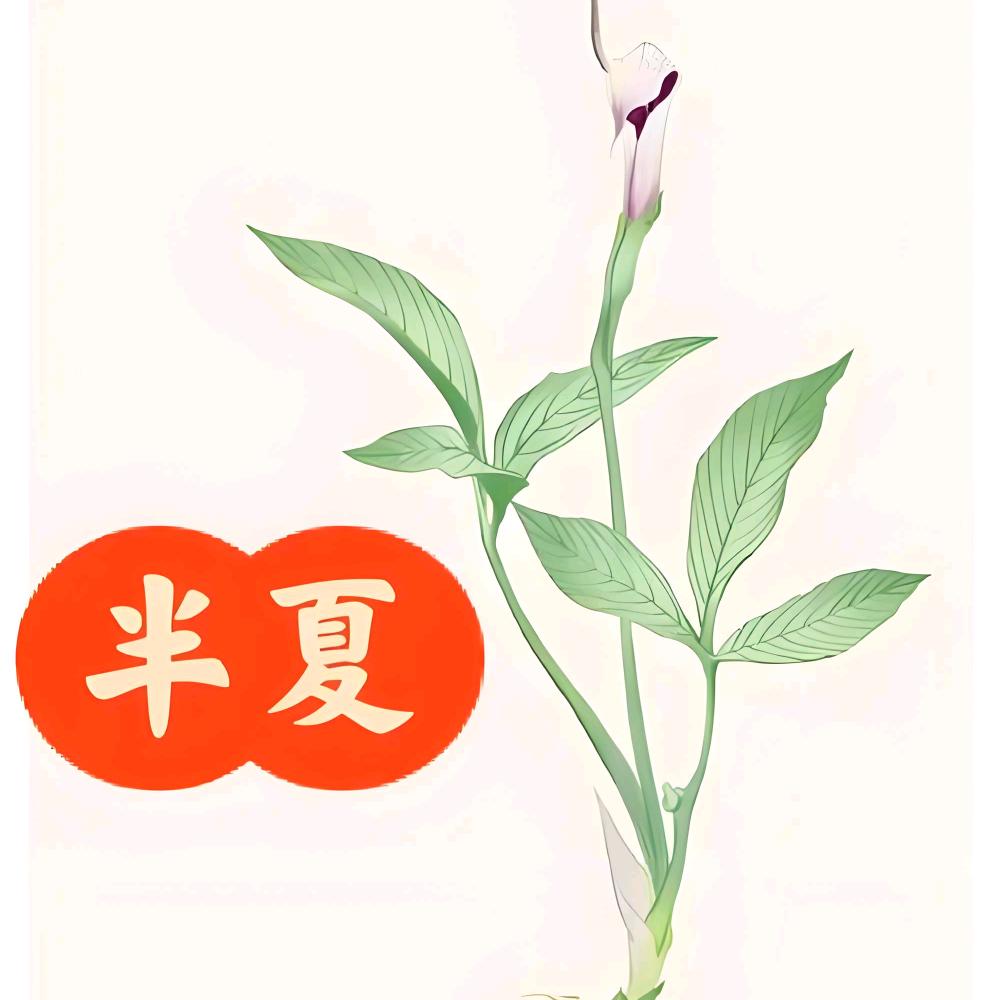 河北半夏产地供应商