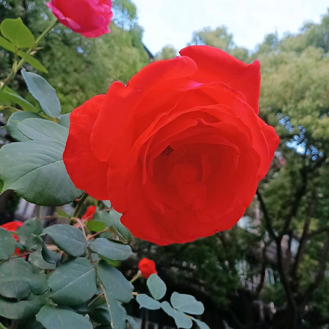 滚不动的汤圆