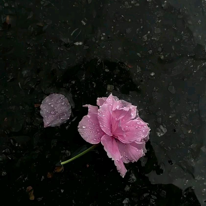 临翔区茗普阁茶叶